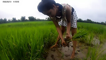 Charming Asian Lass Enjoys The Rice Field